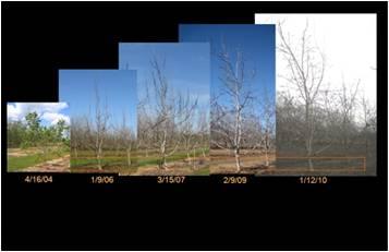 Effect of pruning and crop load on canopy development
