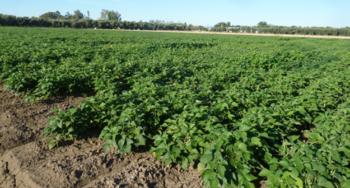 2014 planting of the UC Haskell - UC 92 recombinant inbred population<br>Date of planting: May 21, 2014
<br>Date photo taken: August 13, 2014