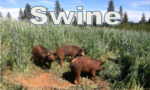 swinebutton