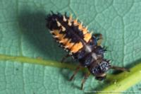 Larva of lady beetle