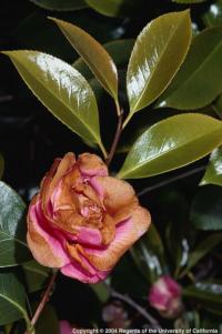Camellia petal blight