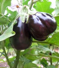 Eggplant black