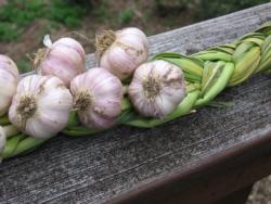 Garlic - photo by blurdom