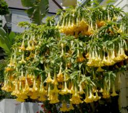 Brugmansia photo by James Gaither