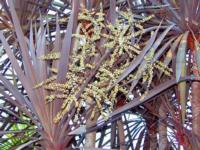 Cordyline australis photo by The Ruth Bancroft Garden
