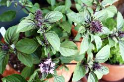 Affrican Blue Basil  photo by catersmith