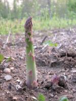 Asparagus; photo by captpiper