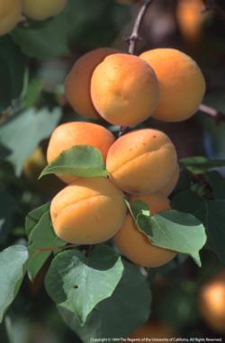 Apricot on Tree