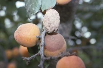 apricot brown rot