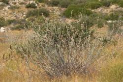 Longstem Buckwheat photo from Anza-Borrego Desert Natural History Association