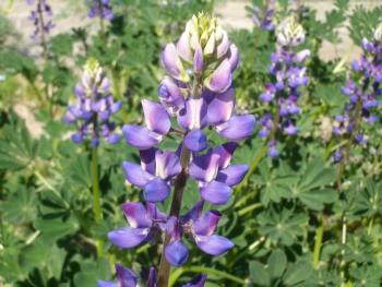 Arroyo Lupine By The Marmot from USA