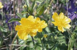 California Buttercup photo by WA Dept Natural Resources