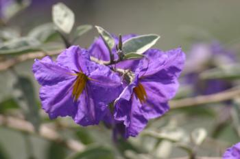 Solanum hindsianum flower