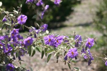 Solanum hindsianum flowers