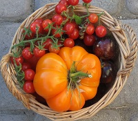 tomato basket 200