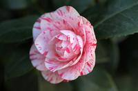 camellia-1224525_1920