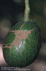 avocado thrip damage