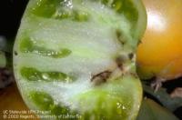 tomato pinworm damage