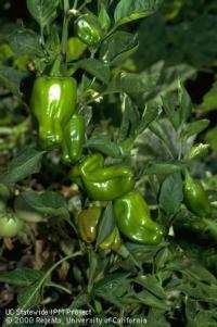 Peppers with weevil damage
