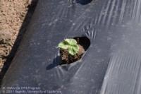 strawberry planted with plastic mulch
