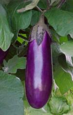 Japanese eggplant