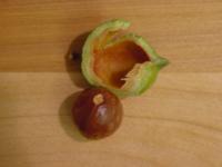 macadamia nut and shell