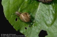 Snail feeding on lettuce
