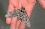 Tomato hornworm moth