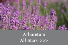 Arboretum All-Stars