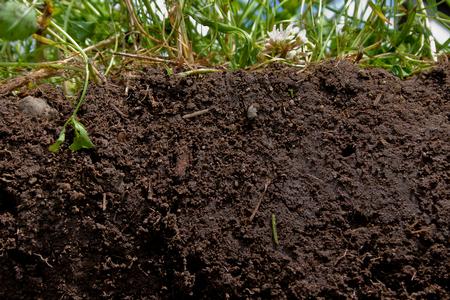 Healthy soil is an important part of a productive vegetable garden. Source: USDA
