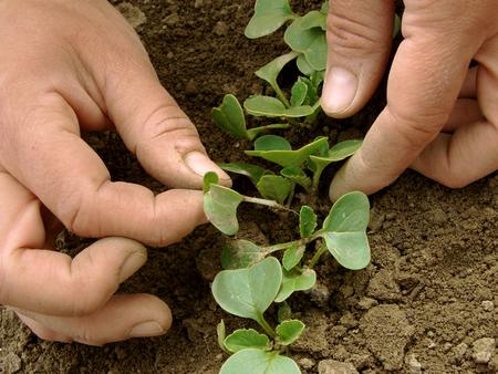 Thinning of radish shoots to prevent overcrowding, thin radishes so plants are 1 inch apart. Photo source: eLearning Brothers