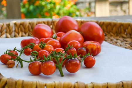 Freshly harvested tomatoes should be stored at room temperature (65°–70°F) and away from direct sunlight (see Group 4). Photo credit: Jovina Buscagan