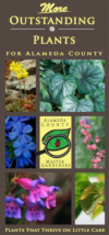 More Outstanding Plants for Alameda County - UCCE