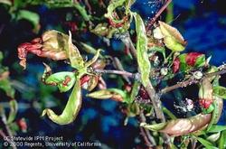 Peach Leaf Curl: The first signs are red spots on the leaves, which soon become thick and puckered. The leaves eventually turn yellow and drop off.