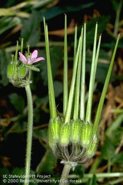 filaree flower