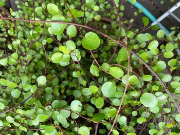 The creeping wire vine is a delicate-looking plant with a light airy feel to it, very attractive. Photo by Judy Quan