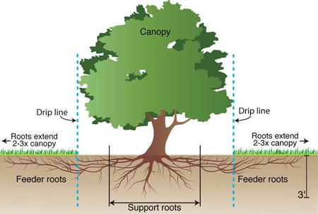 Canopy, drip line, tree roots - see link for copyright