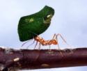 Leaf-cutting ant by Scott Bauer
