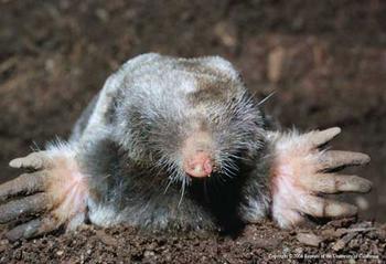 Adult mole, Scapanus sp. Photo by Jerry P. Clark.