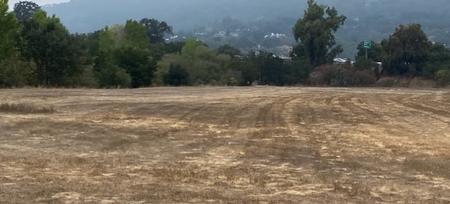 Our weed-filled field, prior to rotovating and compost applicaton.. Photo by Terry Chang