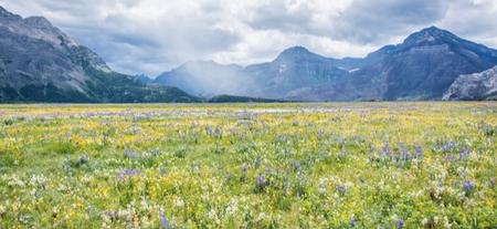 Wildflower covered field. Photo by Sharissa Johnson