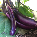 021_Eggplant_Long Purple_UCMG of Alameda Co_CYip