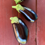 023_Eggplant_Nadia 1_UCMG of Alameda Co_Tloftus