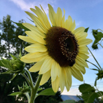 028_Edible Flowers_Sunflower Lemon Queen_Attribution_ÔÇ£Lemon Queen #sunflower from #seedsaversÔÇØ by Rochelle Hartman is licensed under CC BY-NC-SA 2.0