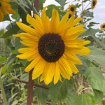 029_Edible Flowers_Sunflower_Mammoth_UCMG of Alameda Co_PDimas