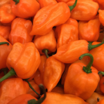 057_Pepper_Hot_Orange Habenero_UCMG Alameda County