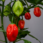 059_Pepper_Hot_Habanero Red_Attribution_ÔÇ£Capsicum chinense Cultivar_ ÔÇÿHabaneroÔÇÖÔÇØ by T.Voekler is licensed under CC BY-SA 3.0