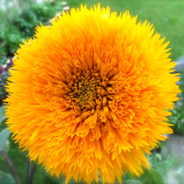031_Edible_Flower_sunflower-teddybear-Rach_CC BY 2.0
