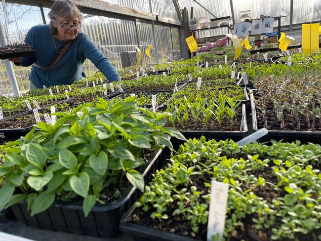 Patti Joki, one of our Master Gardeners tending to vegetable and herb seedlings. Photo by a Master Gardener