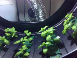 Basil seedlings in a Volksgarden®